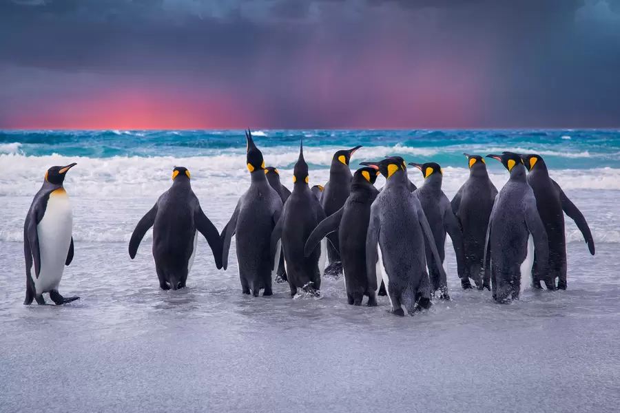 Pinguïns