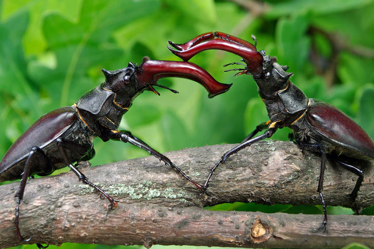 Stag beetles on a branch