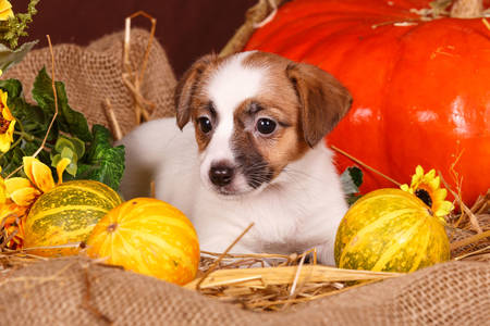 Jack Russell Terrier puppy with pumpkins