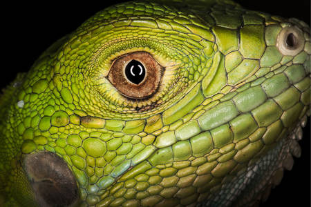 Retrato iguana