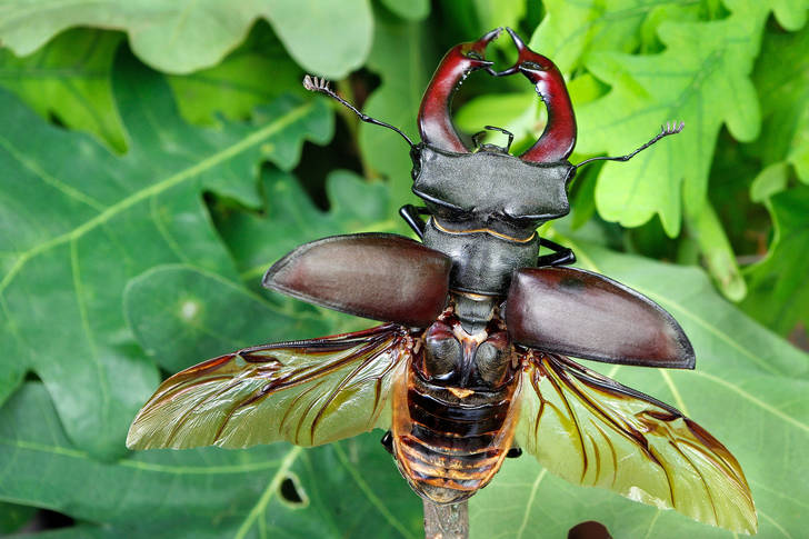 Stag beetle aux ailes déployées
