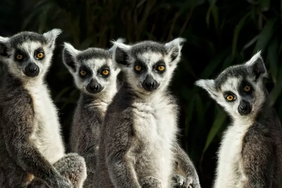 Lemur catta