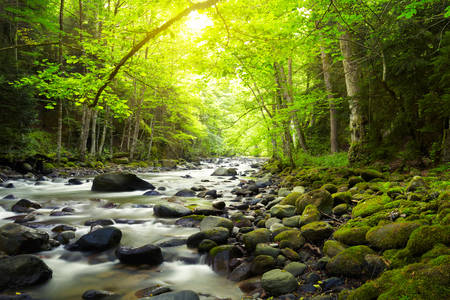 Rivière de montagne dans la forêt