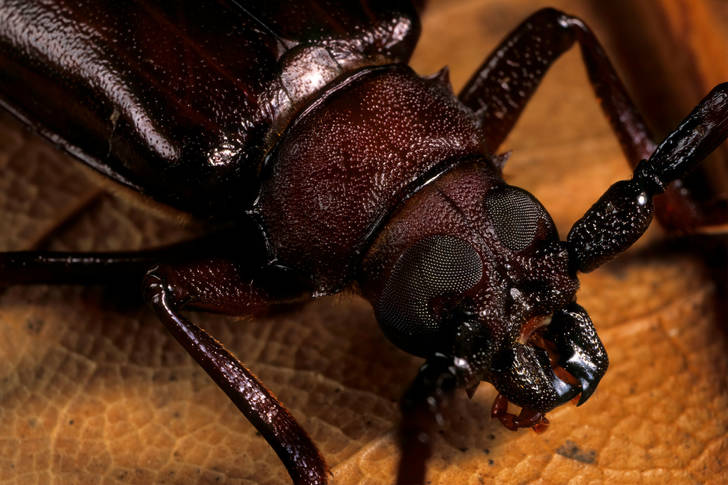 Macro photo of a beetle