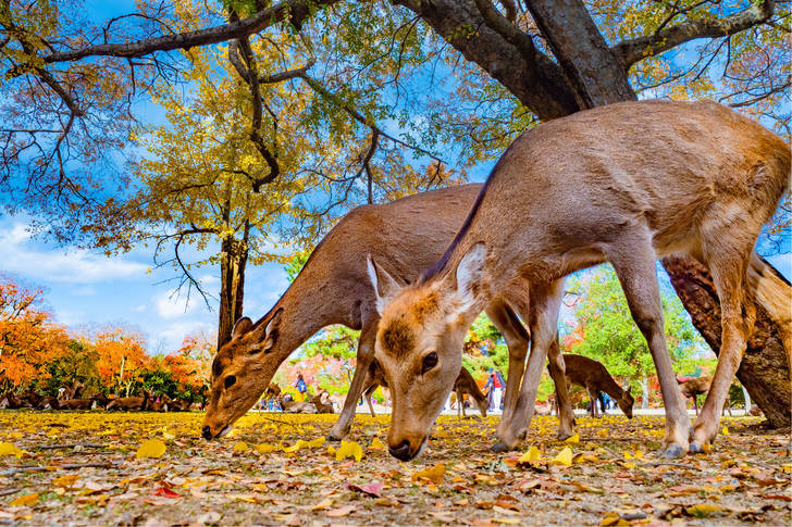 Deer in the park