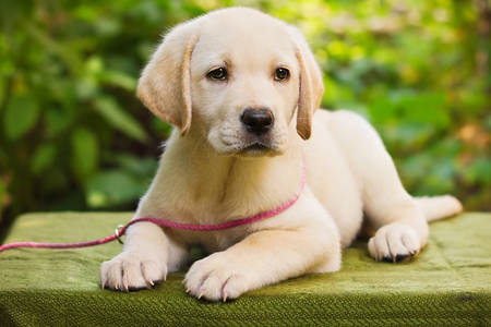 Chiot Labrador