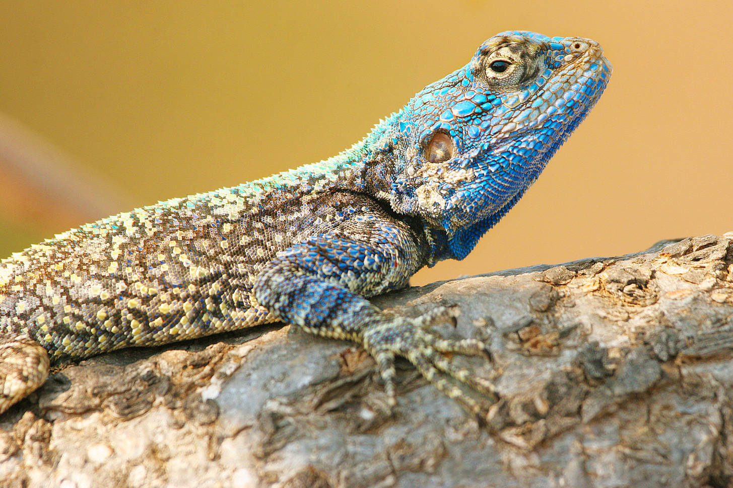 Lizard Jigsaw Puzzle (Animals, Reptiles) | Puzzle Garage
