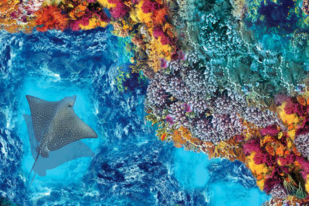 Bir mercan kayalığı üzerinde vatoz