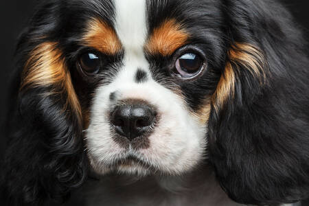 Cavalier King Charles Spaniel-puppy