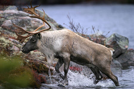 Reindeer on the river bank