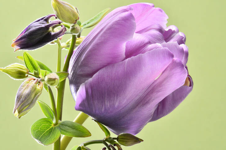 Tulipán lila