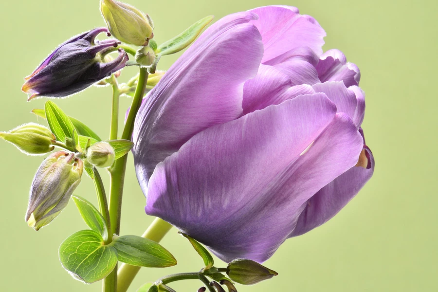 Tulipe lilas