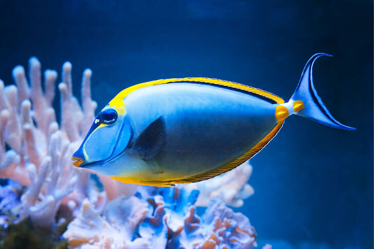 Yellow blue fish