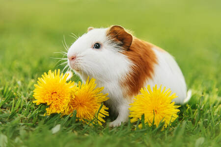 Guinea pig with dandelions