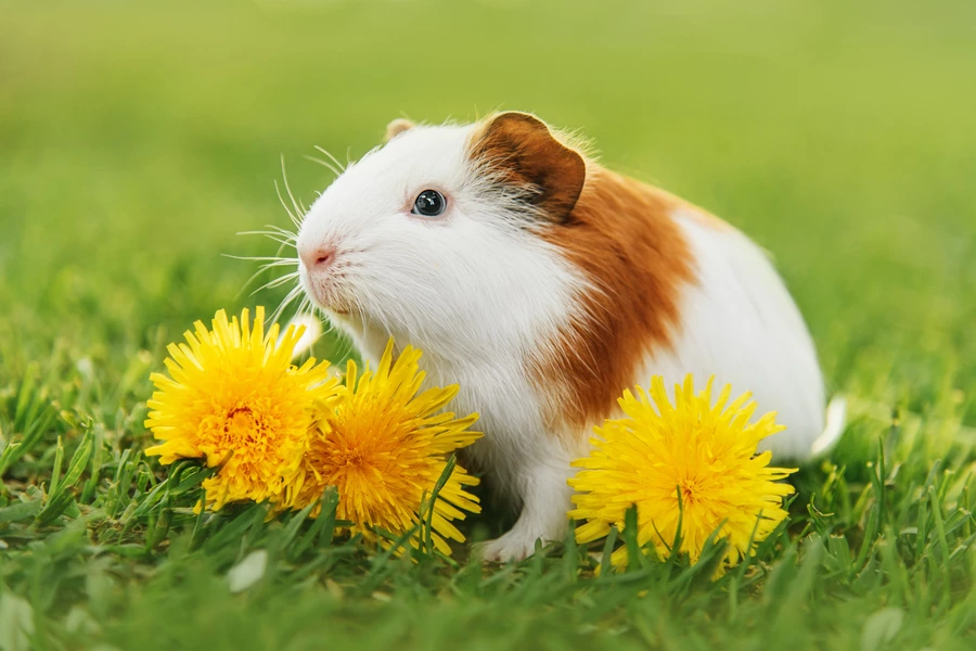 Cavia met paardebloemen