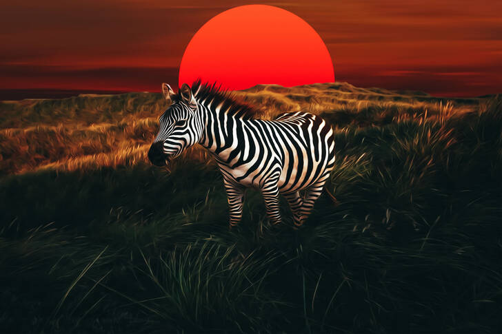 Zebra on the background of the sunset