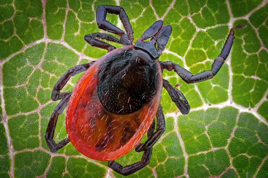 Vink op een groen blaadje