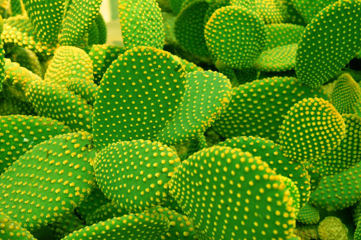 prickly pear cacti