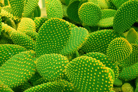 Prickly pear kaktusar