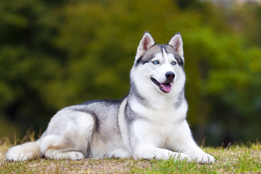 Siberische husky