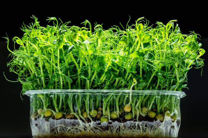 Pea sprouts