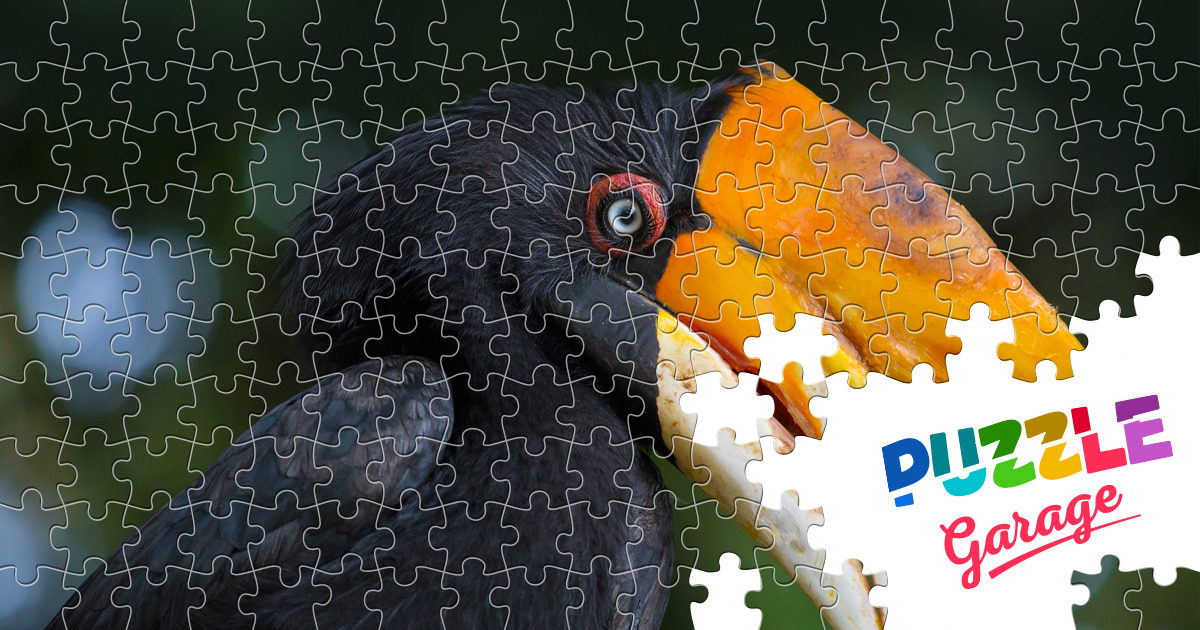 Malay kalao Jigsaw Puzzle (Animals, Birds) Puzzle Garage