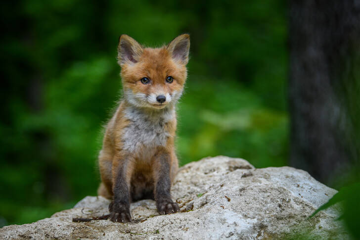Μικρό αλεπού στην πέτρα