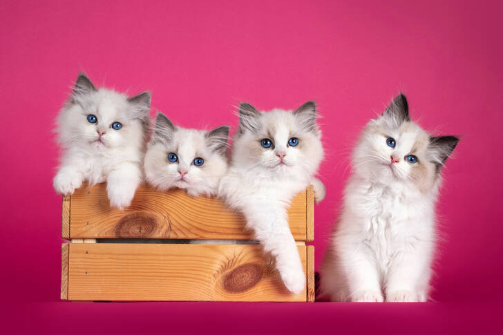 Kittens in een doos