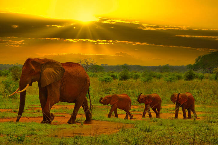 Сім'я слонів у савані