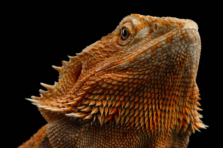 Portretul unui dragon cu barbă
