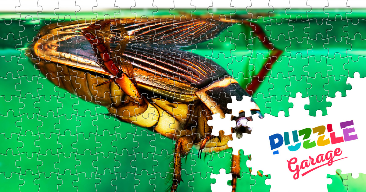 Swimming beetle in water Jigsaw Puzzle (Animals, Insects) Puzzle Garage