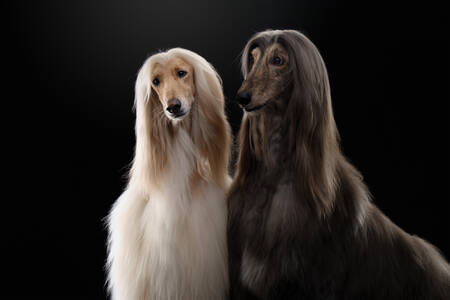 Afghan hounds