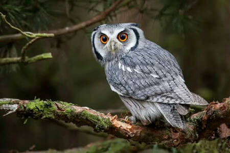 ינשוף על עץ