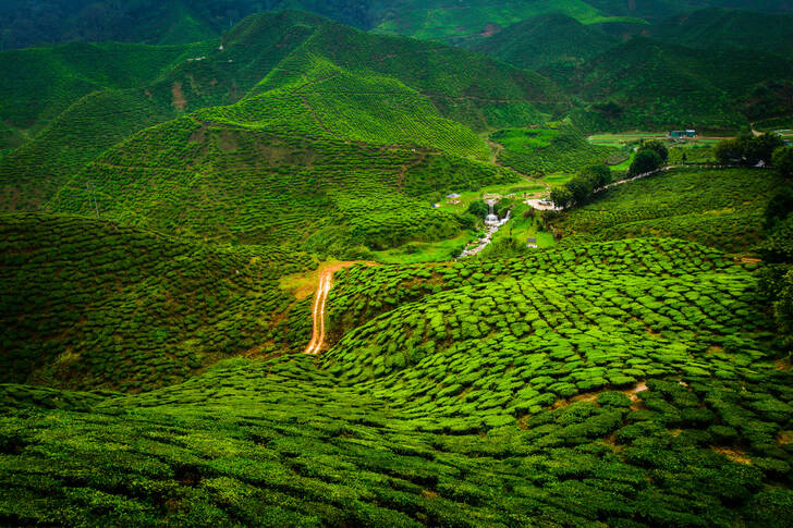 Чаени плантации