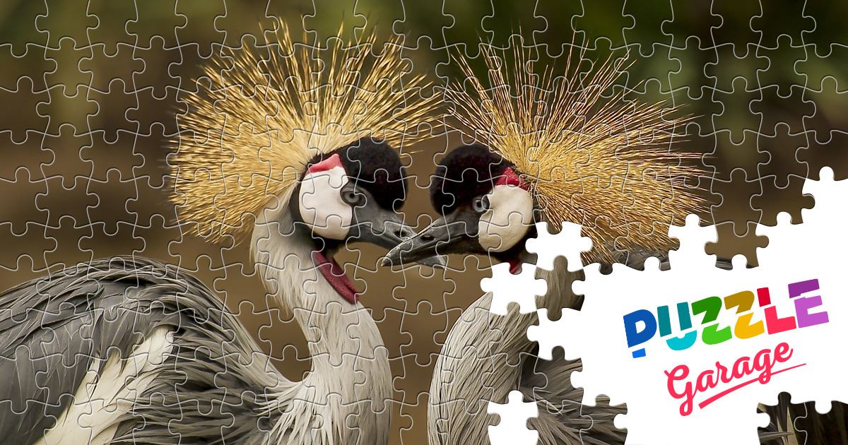 Crowned crane Jigsaw Puzzle (Animals, Birds) | Puzzle Garage