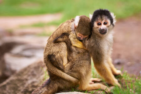 Opica s dieťaťom