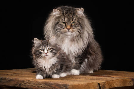 Siberian cat with kitten