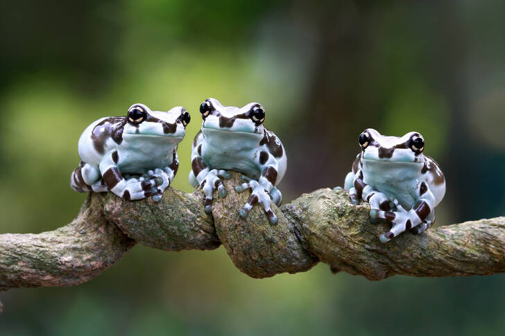 Amazon frogs