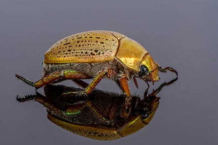 Escarabajo dorado