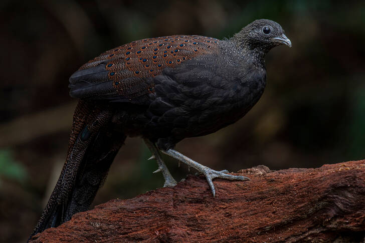 Faisán pavo real de montaña hembra