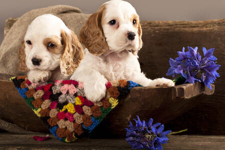 Cocker Spaniel puppies