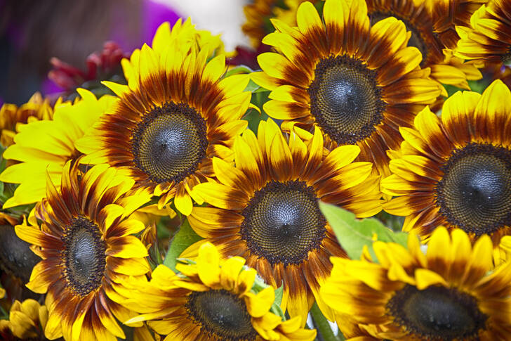 Gele zonnebloemen