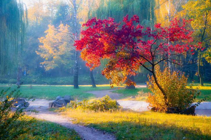 Arbres d'automne dans le parc