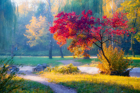 Herfstbomen in het park