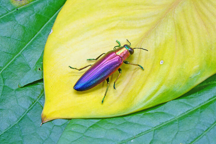 Scarabeo gioiello su una foglia