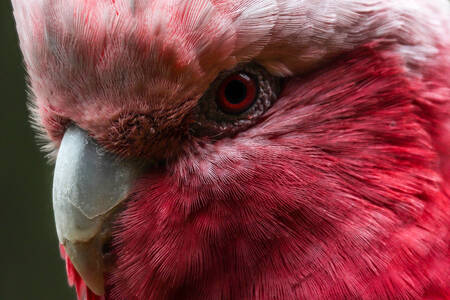 Close-up burung beo merah muda