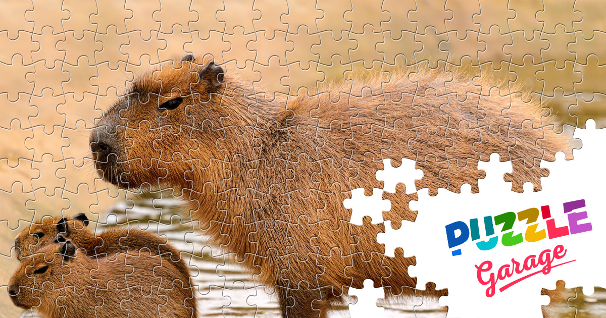 Капибара и два детеныша пазлы онлайн (Животные, Звери) | Puzzle Garage