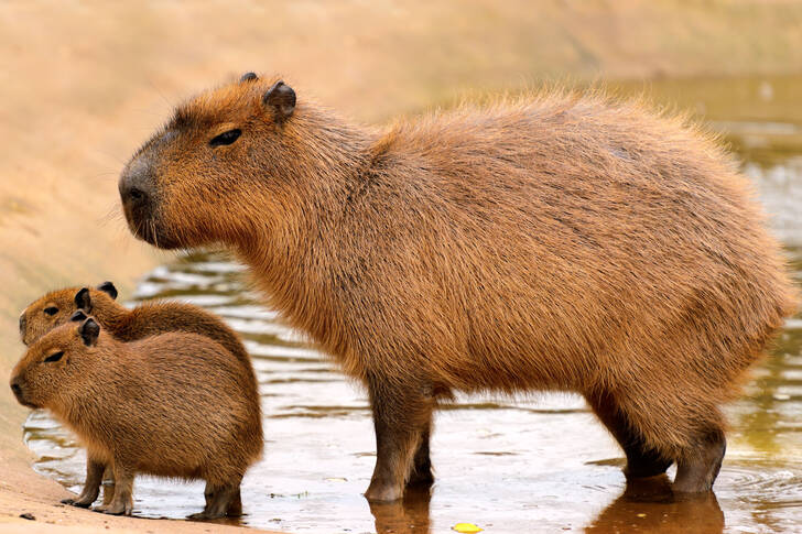 Capybara and two cubs