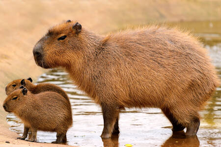 Capybara et deux petits