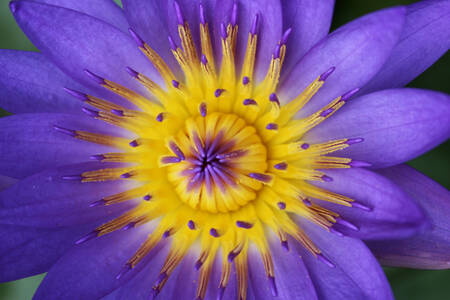 Foto macro di un loto viola